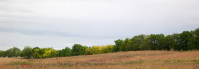 Osage-orange hedgerow at Homestead National Monument of America, Nebraska.